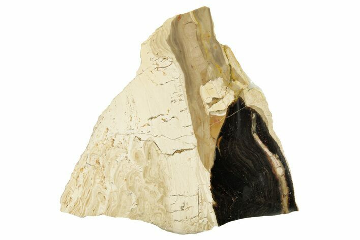 Polished Fossil Stromatolite (Columnacollenia) Slab - Crimea #363015